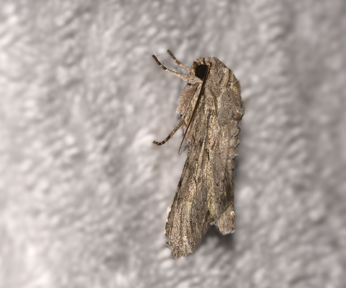 Auchmis detersa, Crete - photo © K. Bormpoudaki