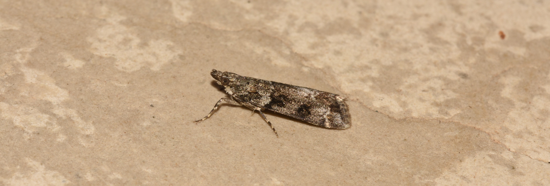 Anarpia incertalis, Crete - photo © K. Bormpoudaki