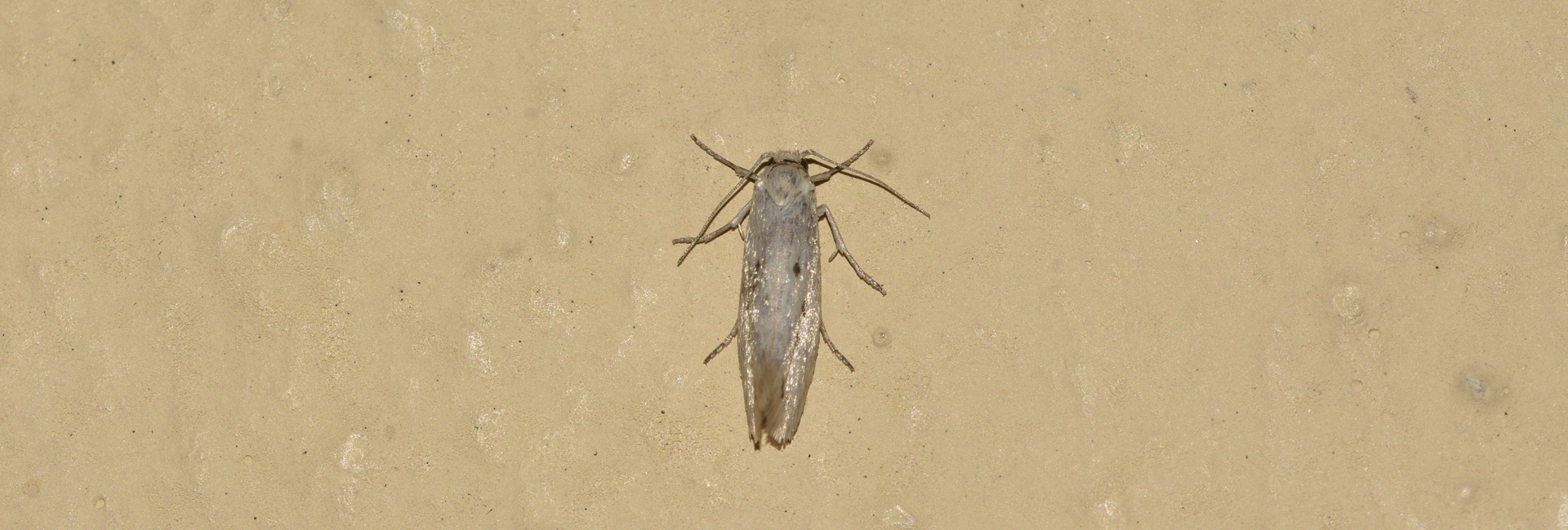 Ethmia distigmatella, Crete - photo © K. Bormpoudaki