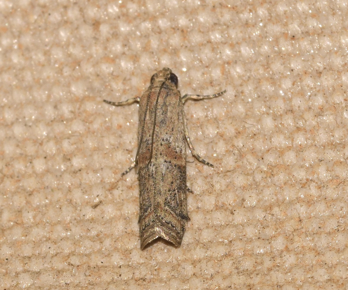 Ceutholopha isidis, Crete - photo © K. Bormpoudaki