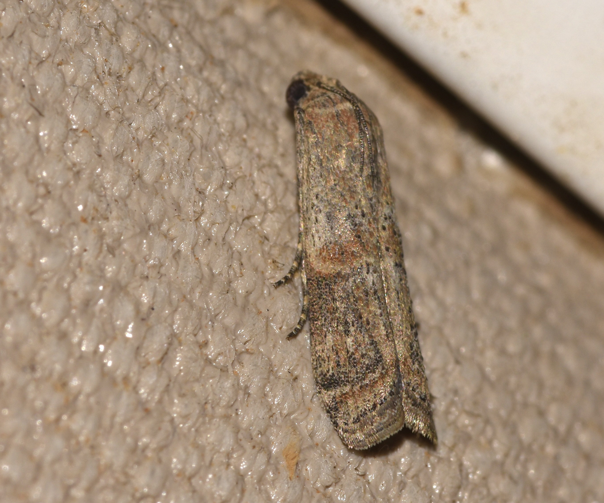Ceutholopha isidis, Crete - photo © K. Bormpoudaki