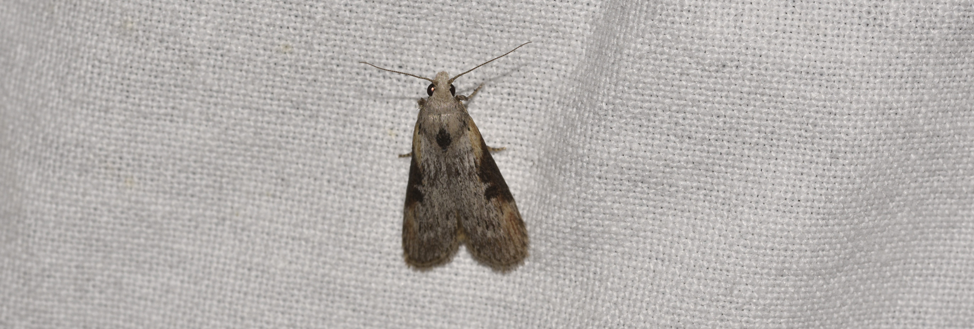 Lamoria ruficostella, Crete - photo © K. Bormpoudaki
