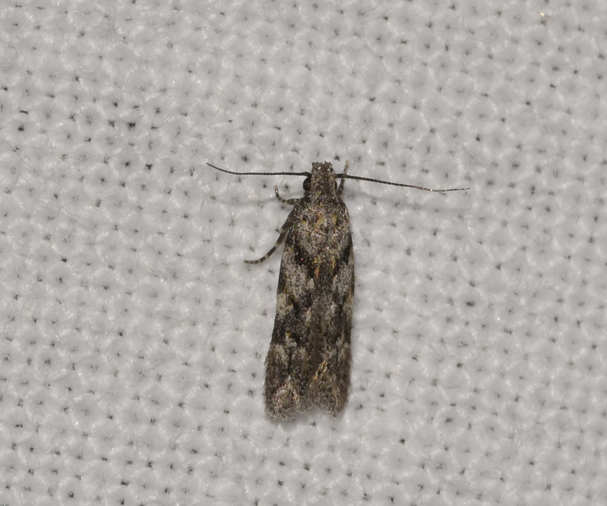 Schneidereria pistaciella, Crete - photo © K. Bormpoudaki