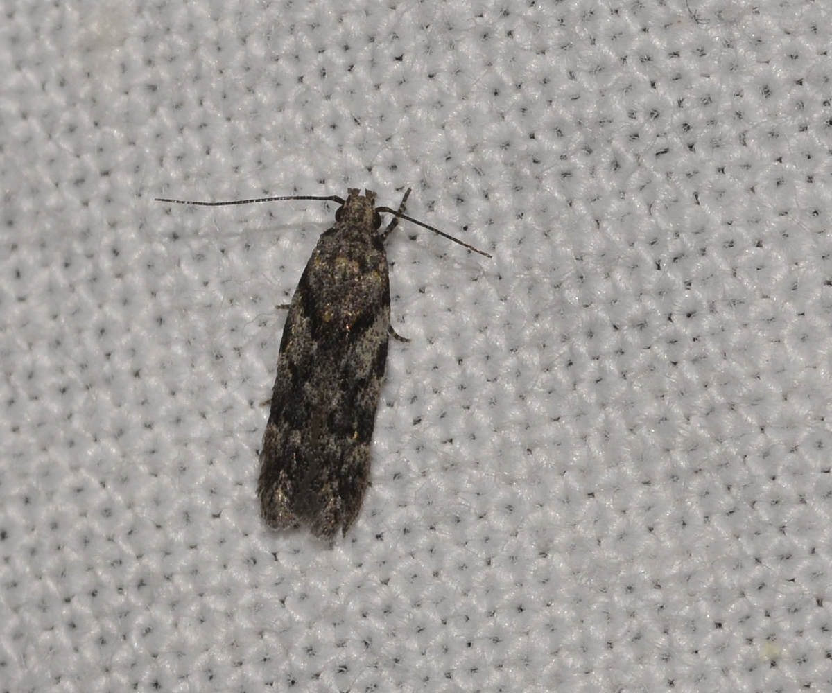 Schneidereria pistaciella, Crete - photo © K. Bormpoudaki