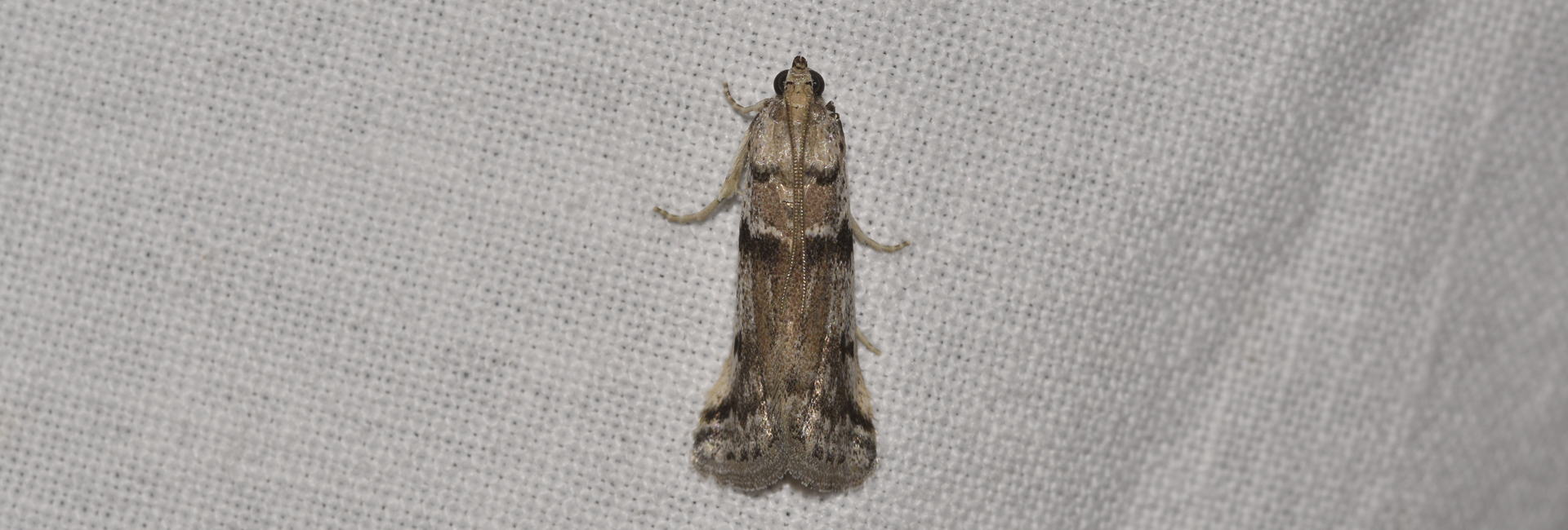 Ephestia welseriella, Crete - photo © K. Bormpoudaki