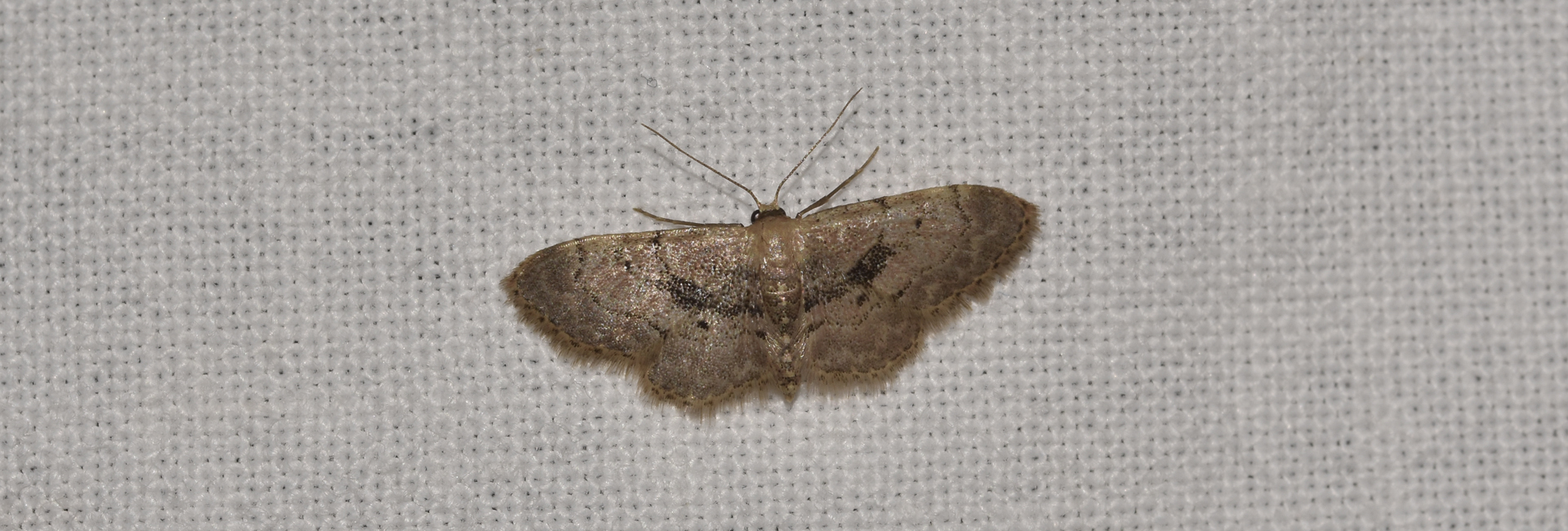 Idaea laevigata, Crete - photo © K. Bormpoudaki