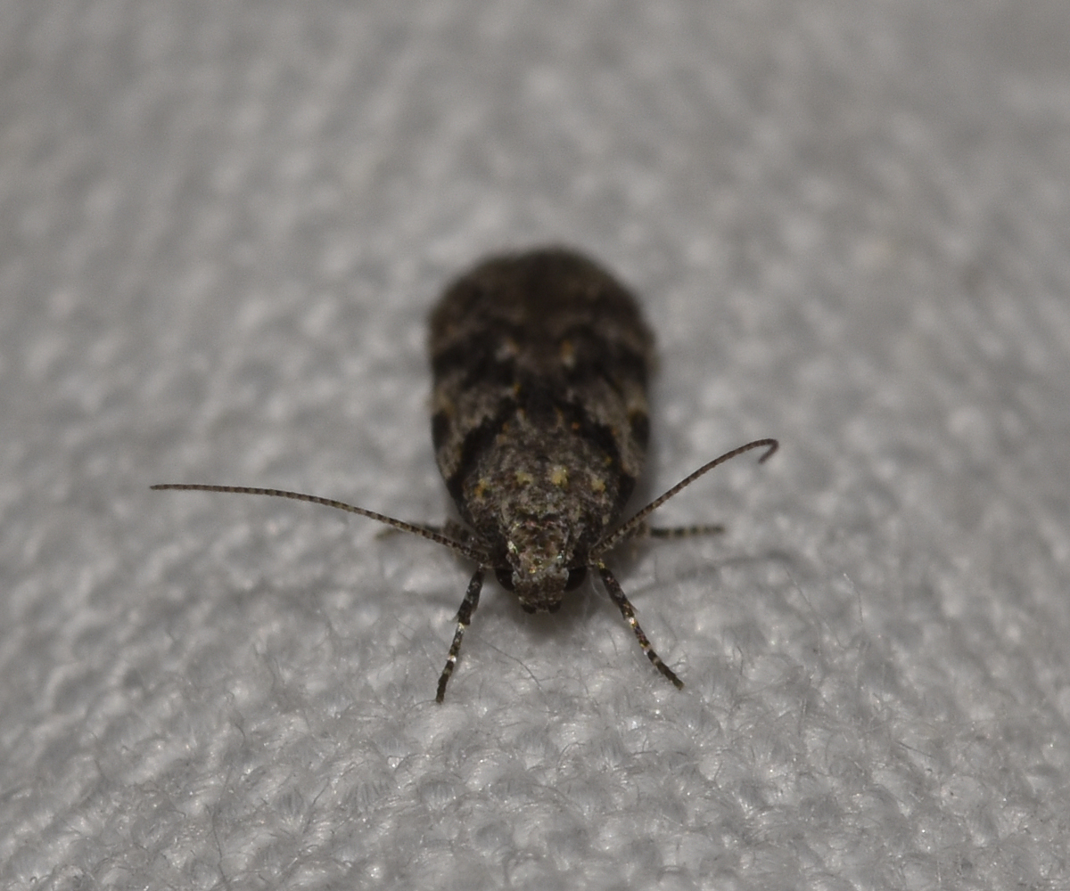 Schneidereria pistaciella, Crete - photo © K. Bormpoudaki