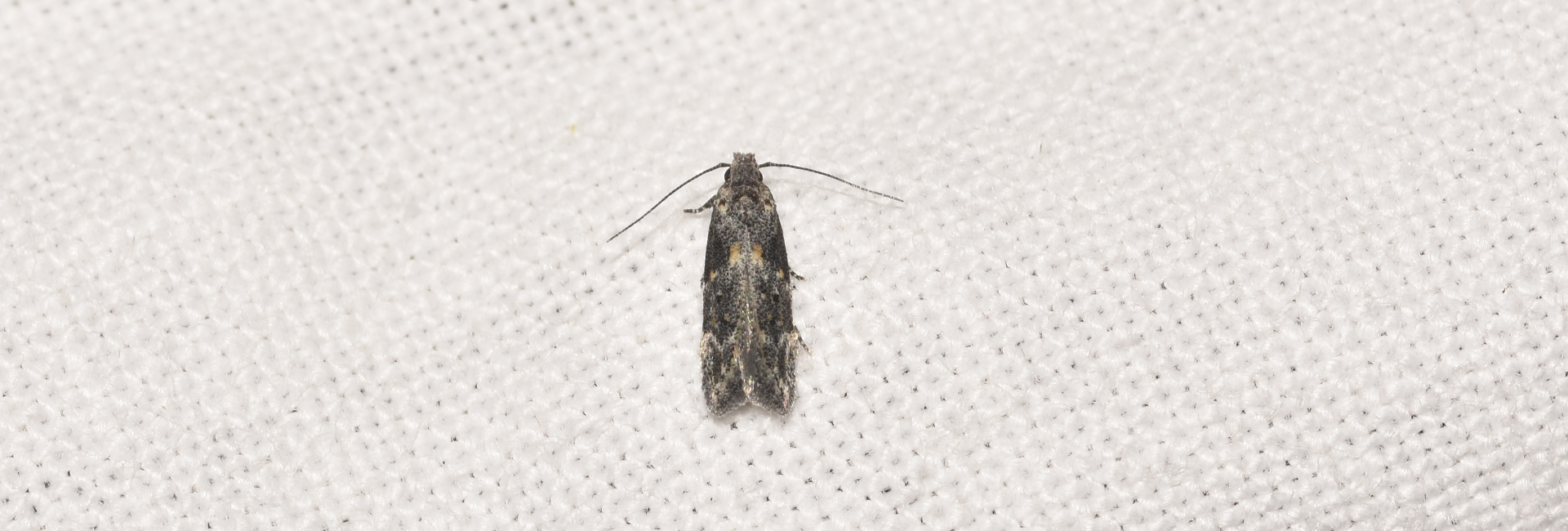 Istrianis femoralis, Crete - photo © K. Bormpoudaki