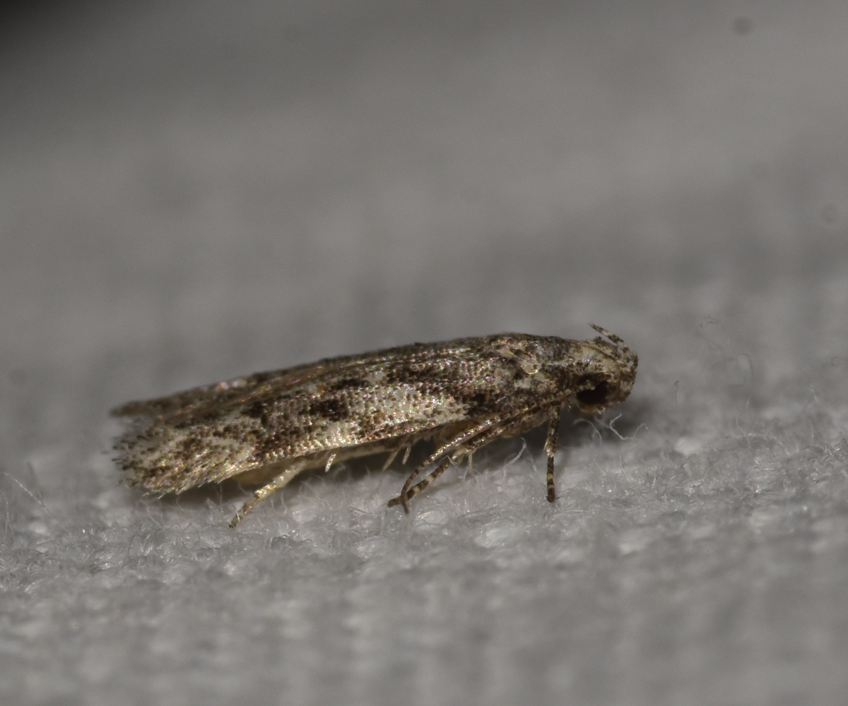 Schneidereria pistaciella, Crete - photo © K. Bormpoudaki