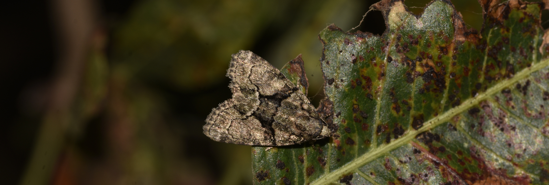 Cryphia electra, Crete - photo © K. Bormpoudaki