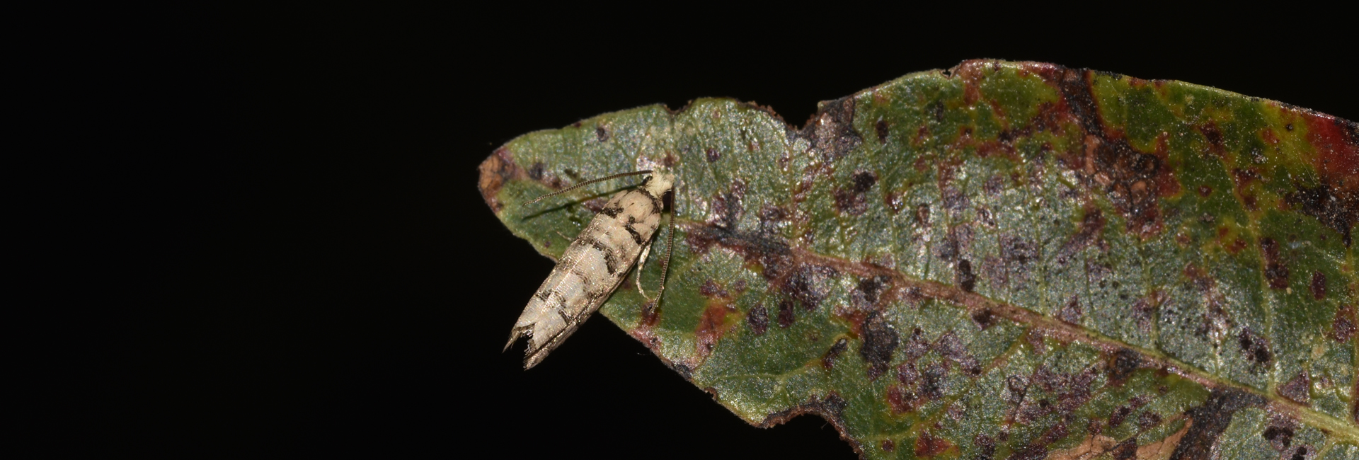 Pseudococcyx tessulatana, Crete - photo © K. Bormpoudaki