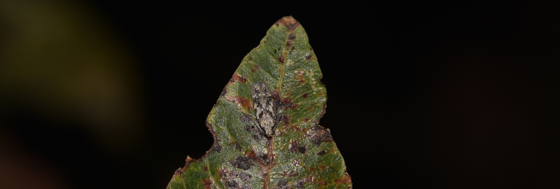 Schneidereria pistaciella, Crete - photo © K. Bormpoudaki