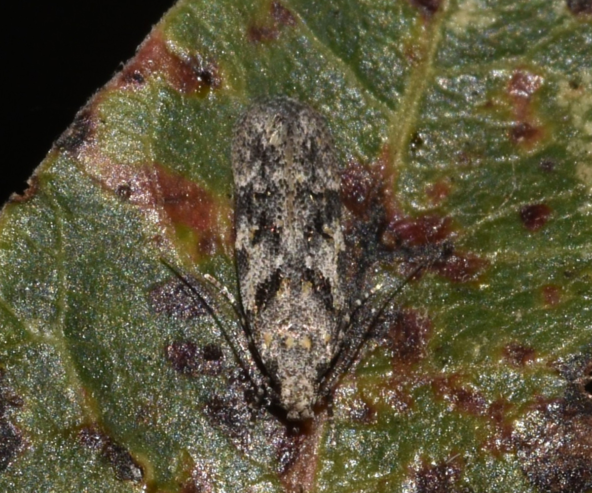 Schneidereria pistaciella, Crete - photo © K. Bormpoudaki