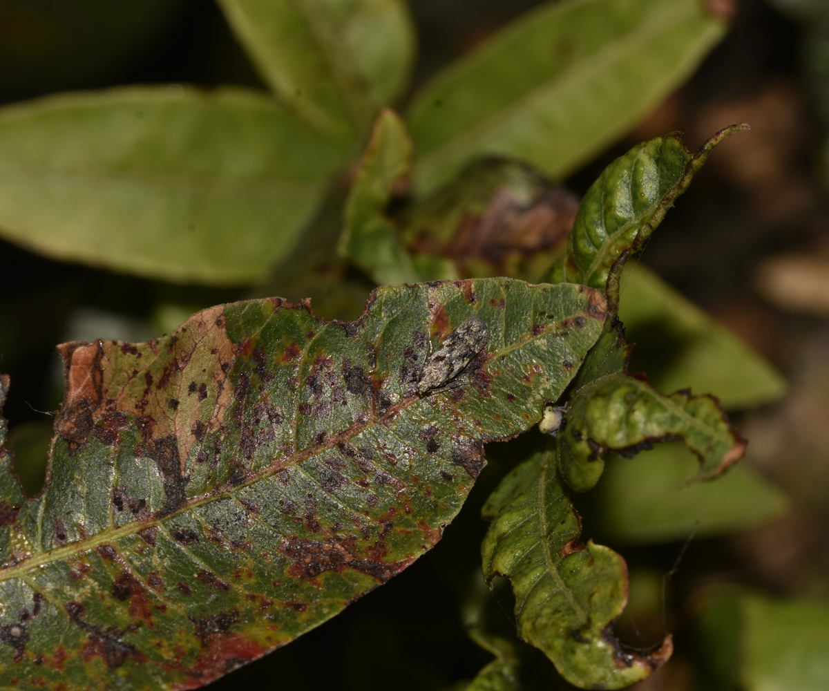 Schneidereria pistaciella, Crete - photo © K. Bormpoudaki