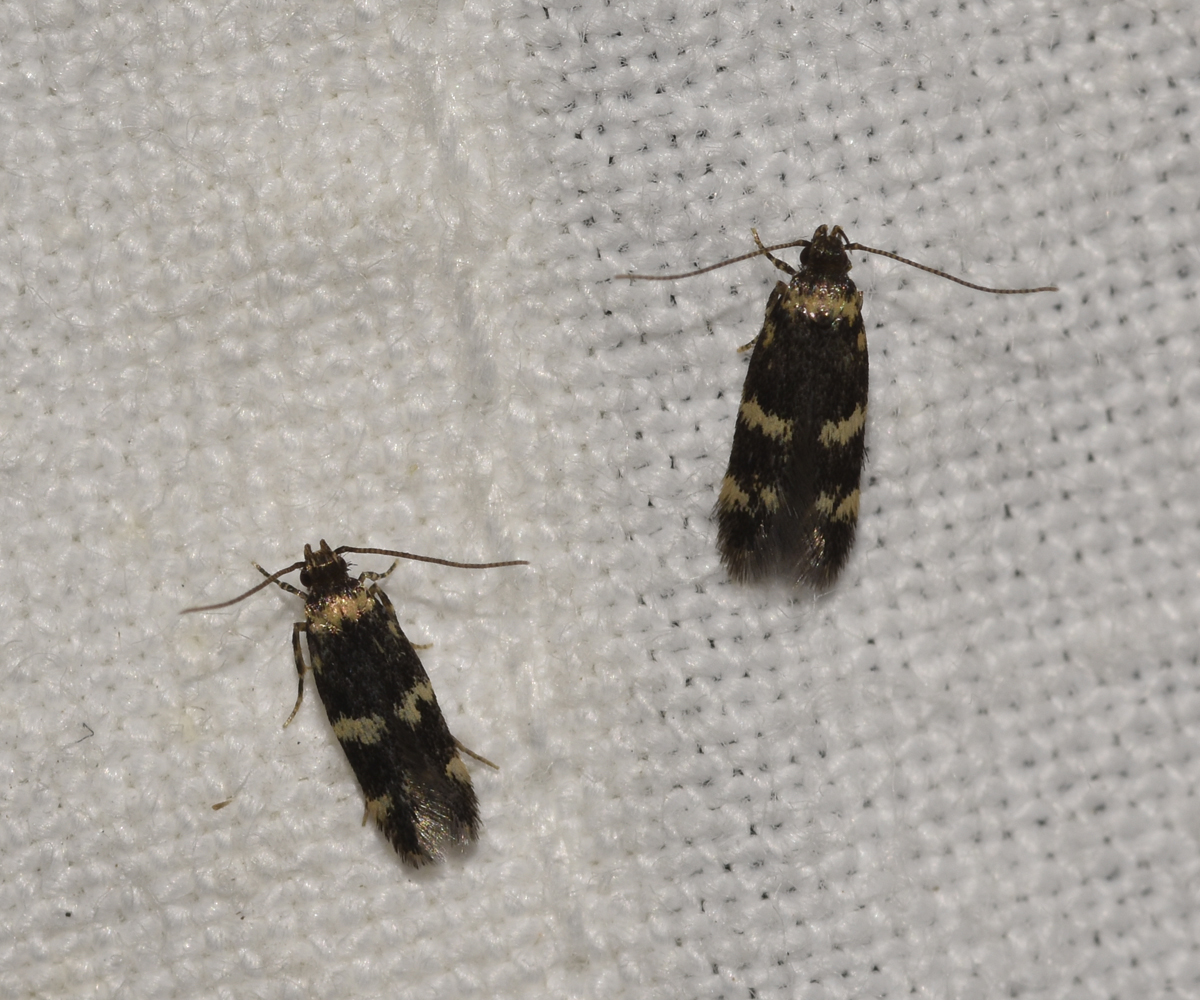Apatema cf whalleyi, Crete - photo © K. Bormpoudaki