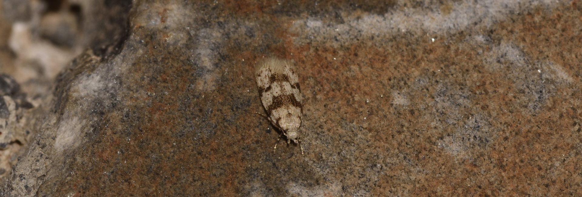 Aprominta reisseri, Crete - photo © K. Bormpoudaki