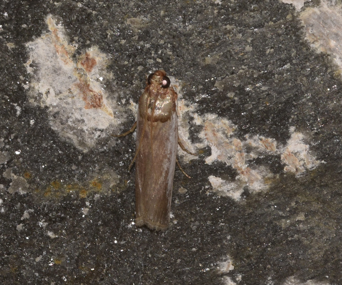 Denticera divisella, Crete - photo © K. Bormpoudaki
