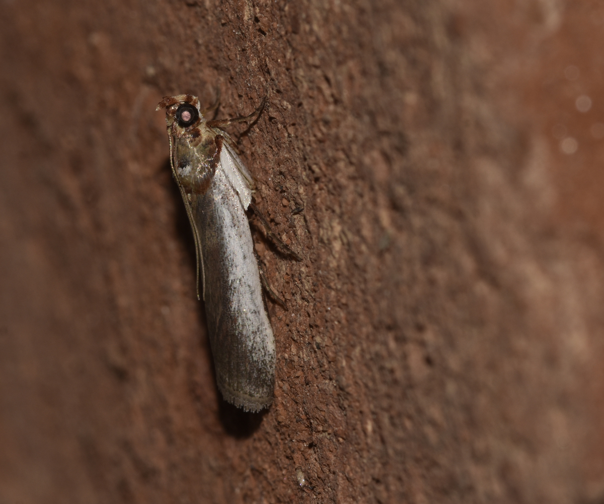 Denticera divisella, Crete - photo © K. Bormpoudaki
