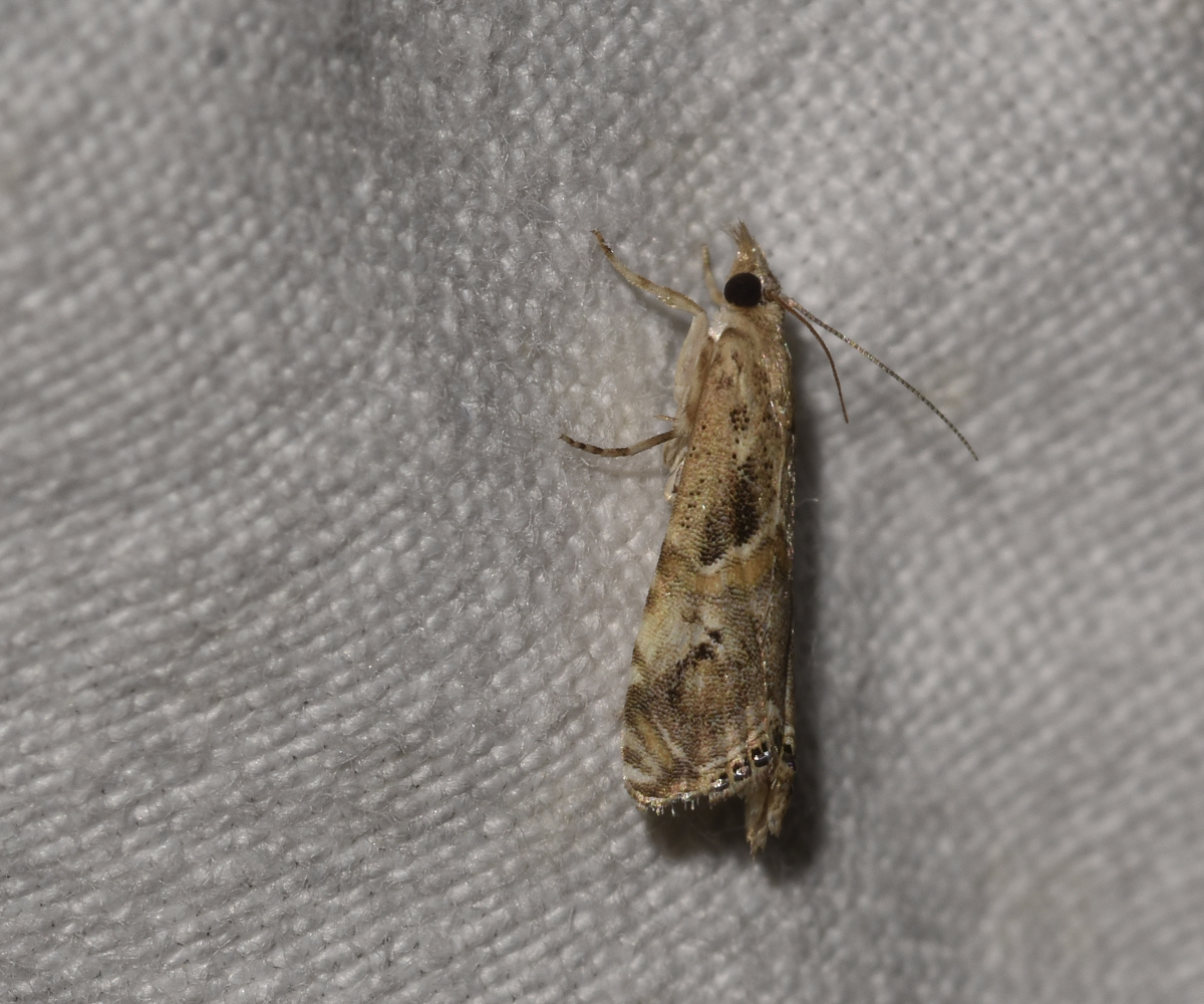 Euchromius cambridgei, Crete - photo © K. Bormpoudaki