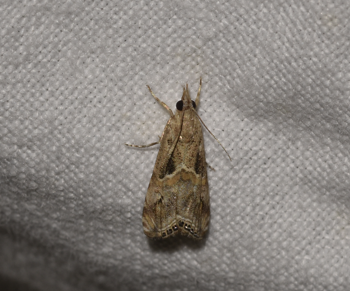 Euchromius cambridgei, Crete - photo © K. Bormpoudaki