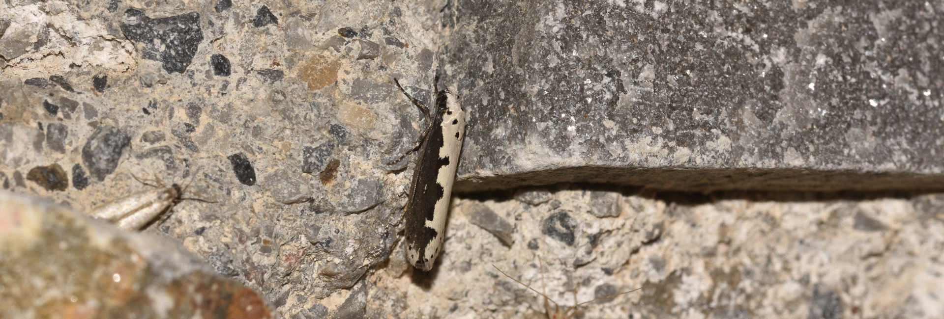Ethmia bipunctella, Crete - photo © K. Bormpoudaki