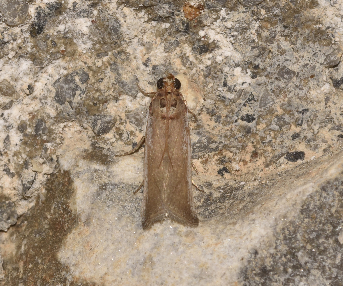 Denticera divisella, Crete - photo © K. Bormpoudaki