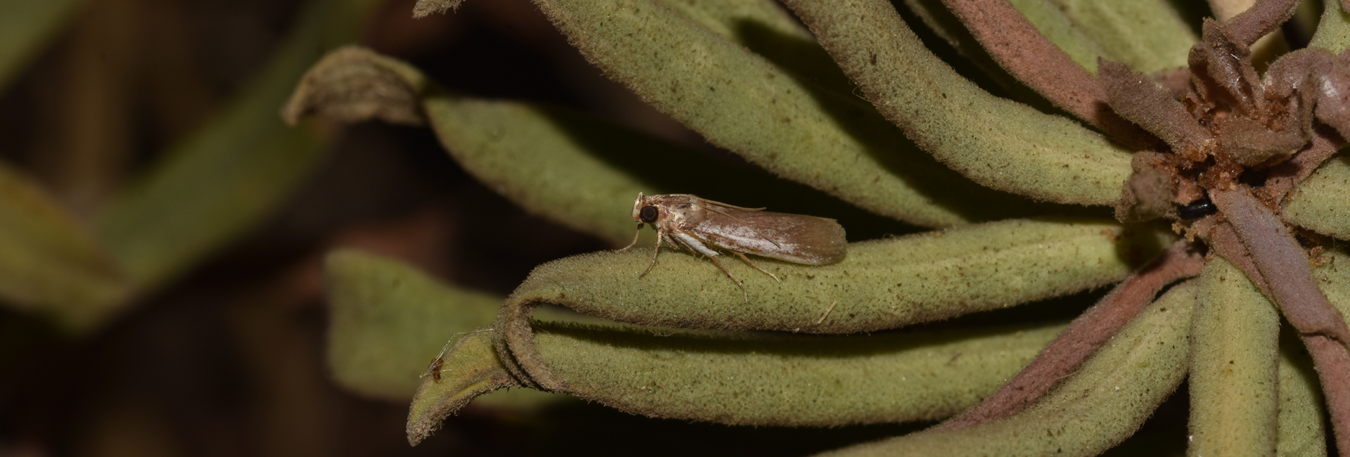 Denticera divisella, Crete - photo © K. Bormpoudaki