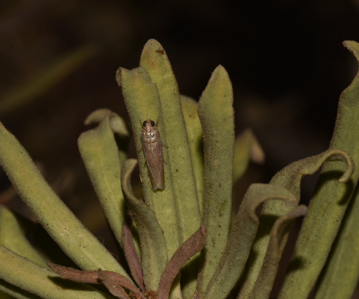 Denticera divisella, Crete - photo © K. Bormpoudaki