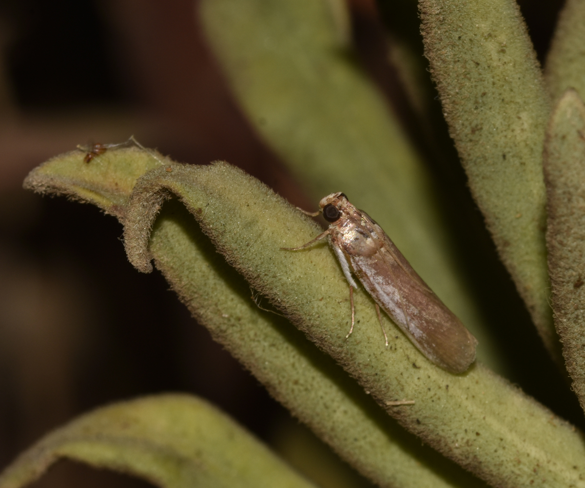 Denticera divisella, Crete - photo © K. Bormpoudaki