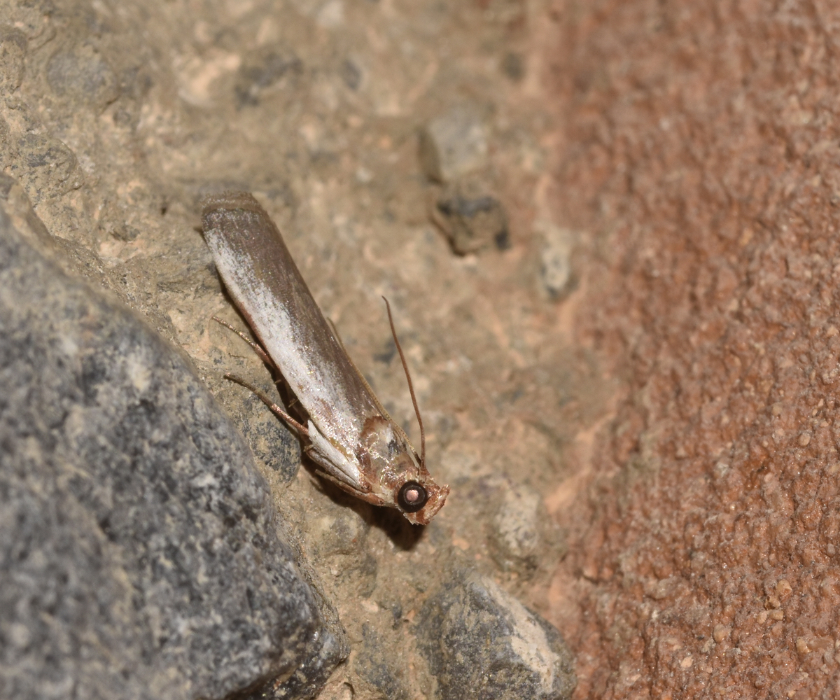 Denticera divisella, Crete - photo © K. Bormpoudaki