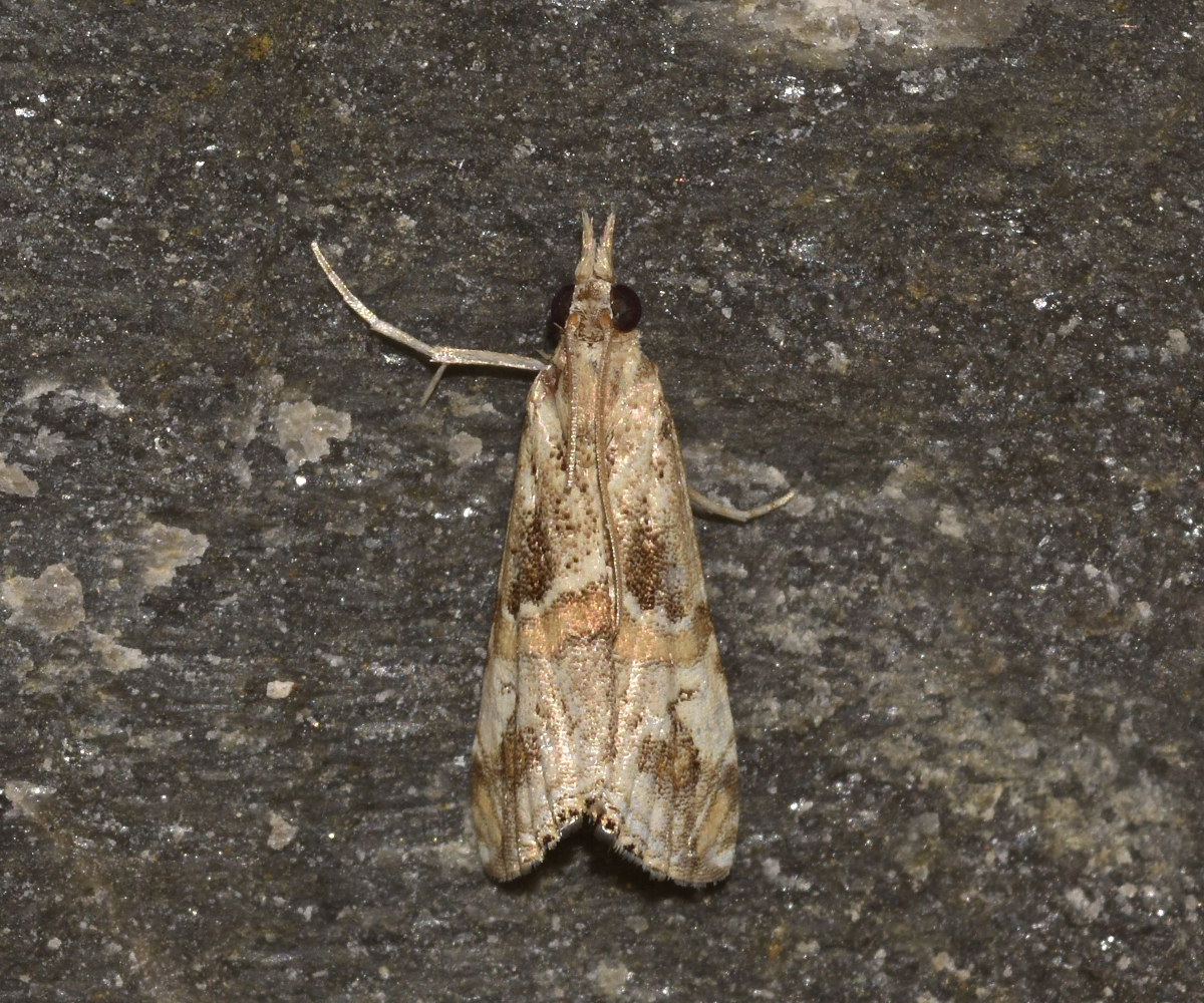 Euchromius cambridgei, Crete - photo © K. Bormpoudaki