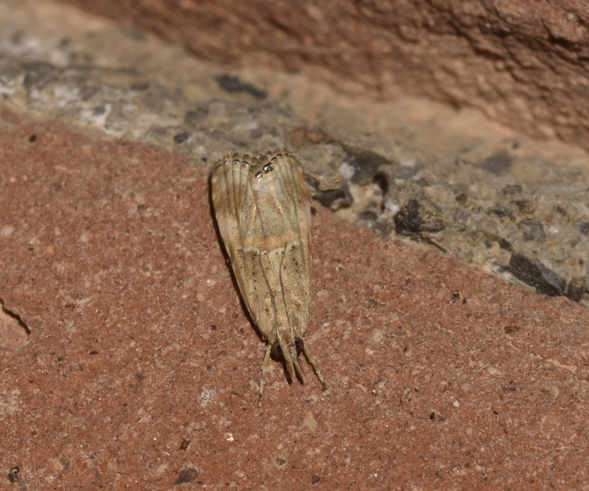 Euchromius cambridgei, Crete - photo © K. Bormpoudaki