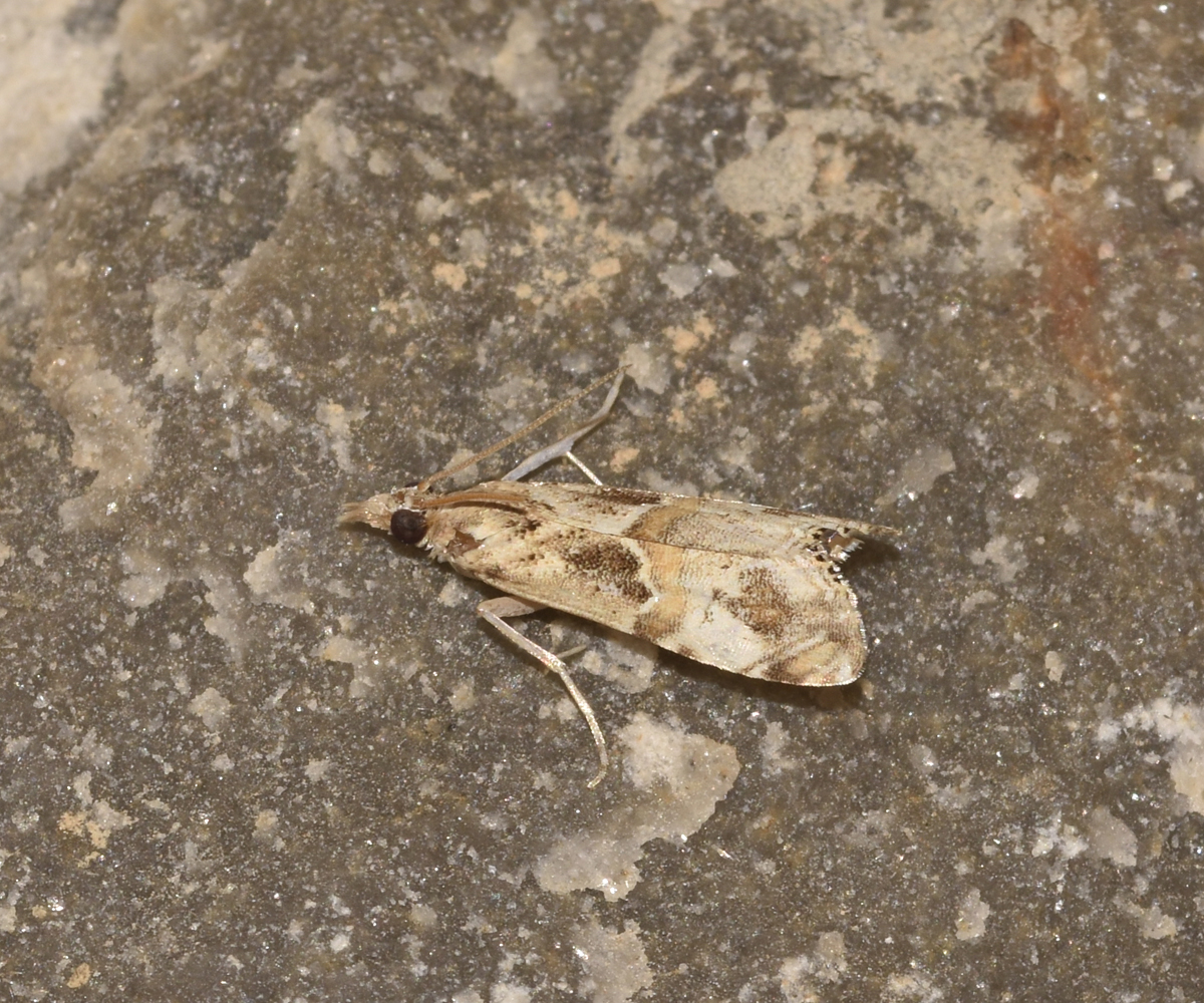 Euchromius cambridgei, Crete - photo © K. Bormpoudaki