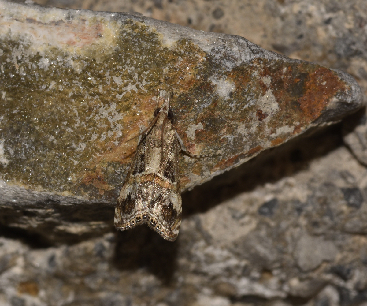 Euchromius cambridgei, Crete - photo © K. Bormpoudaki