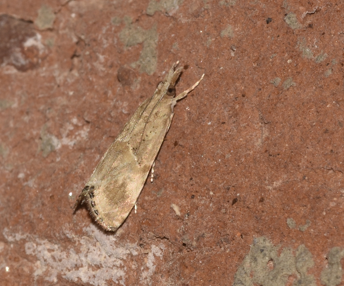 Euchromius cambridgei, Crete - photo © K. Bormpoudaki