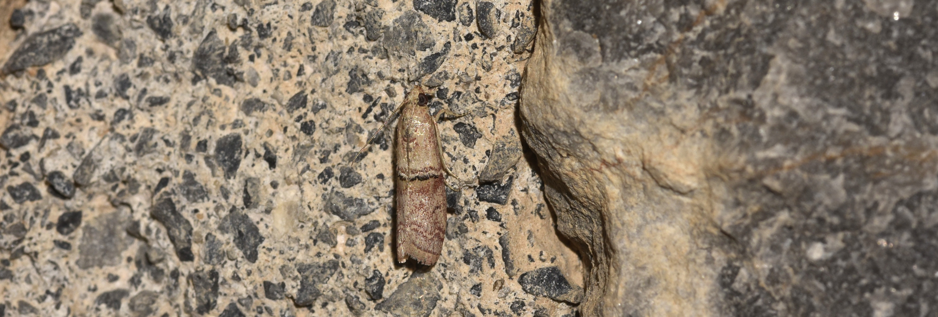 Merulempista turturella, Crete - photo © K. Bormpoudaki