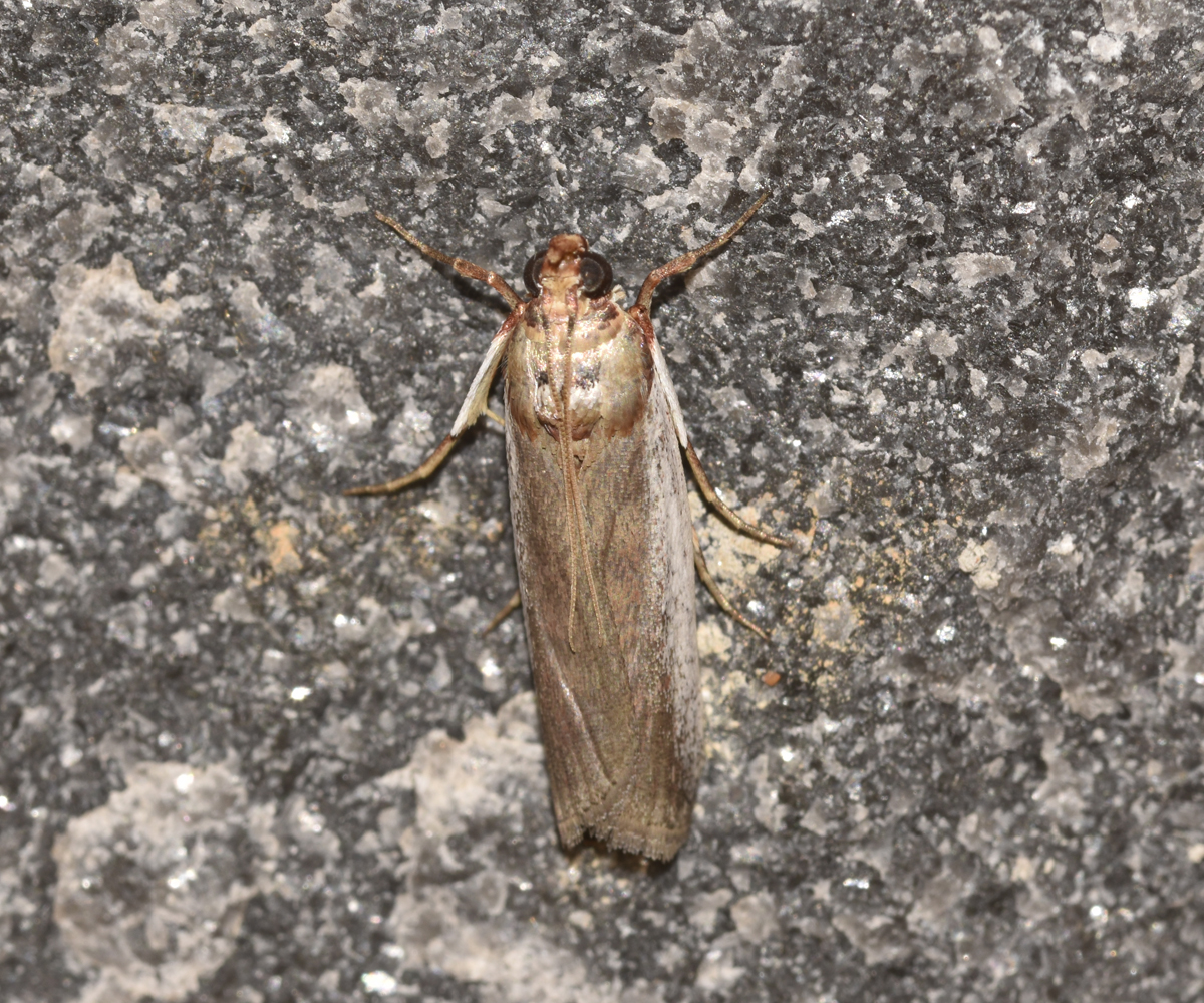Denticera divisella, Crete - photo © K. Bormpoudaki