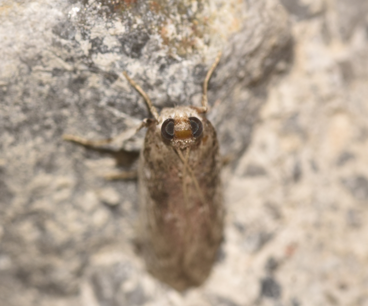 Denticera divisella, Crete - photo © K. Bormpoudaki