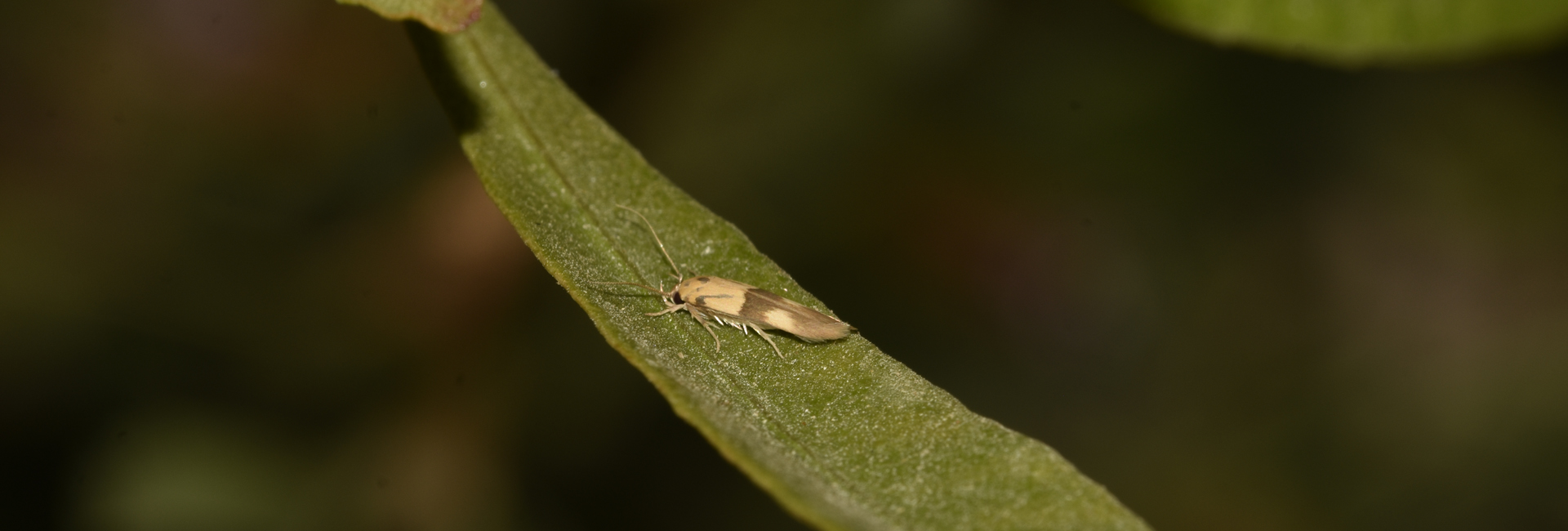 Stathmopoda auriferella, Crete - photo © K. Bormpoudaki