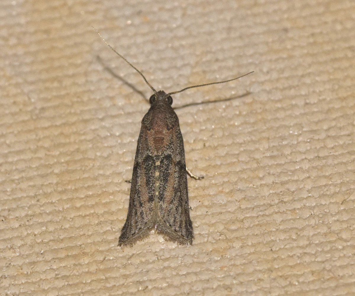Cadra calidella, Crete - photo © K. Bormpoudaki