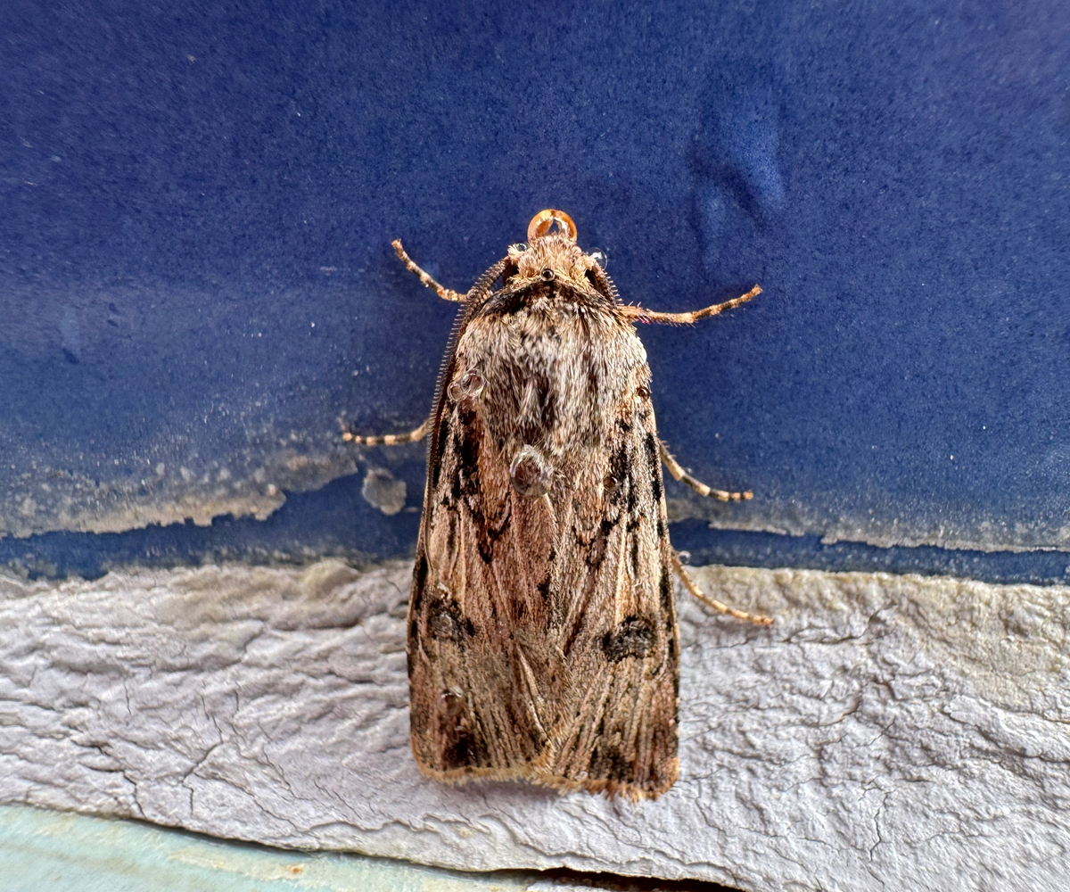 Agrotis catalaunensis, Crete - photo © https://www.inaturalist.org/observations/408225594