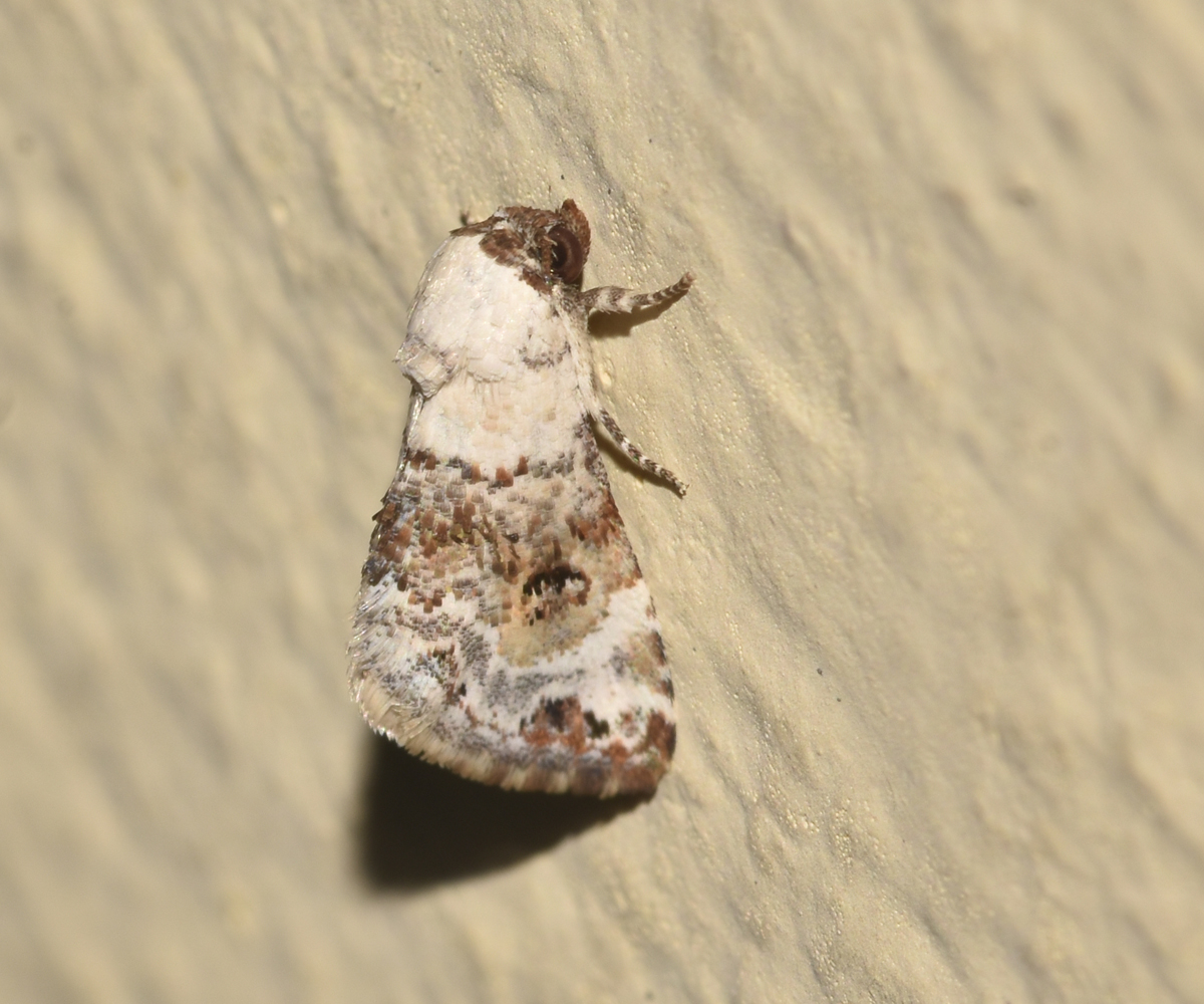 Eublemma scitula, Crete - photo © K. Bormpoudaki
