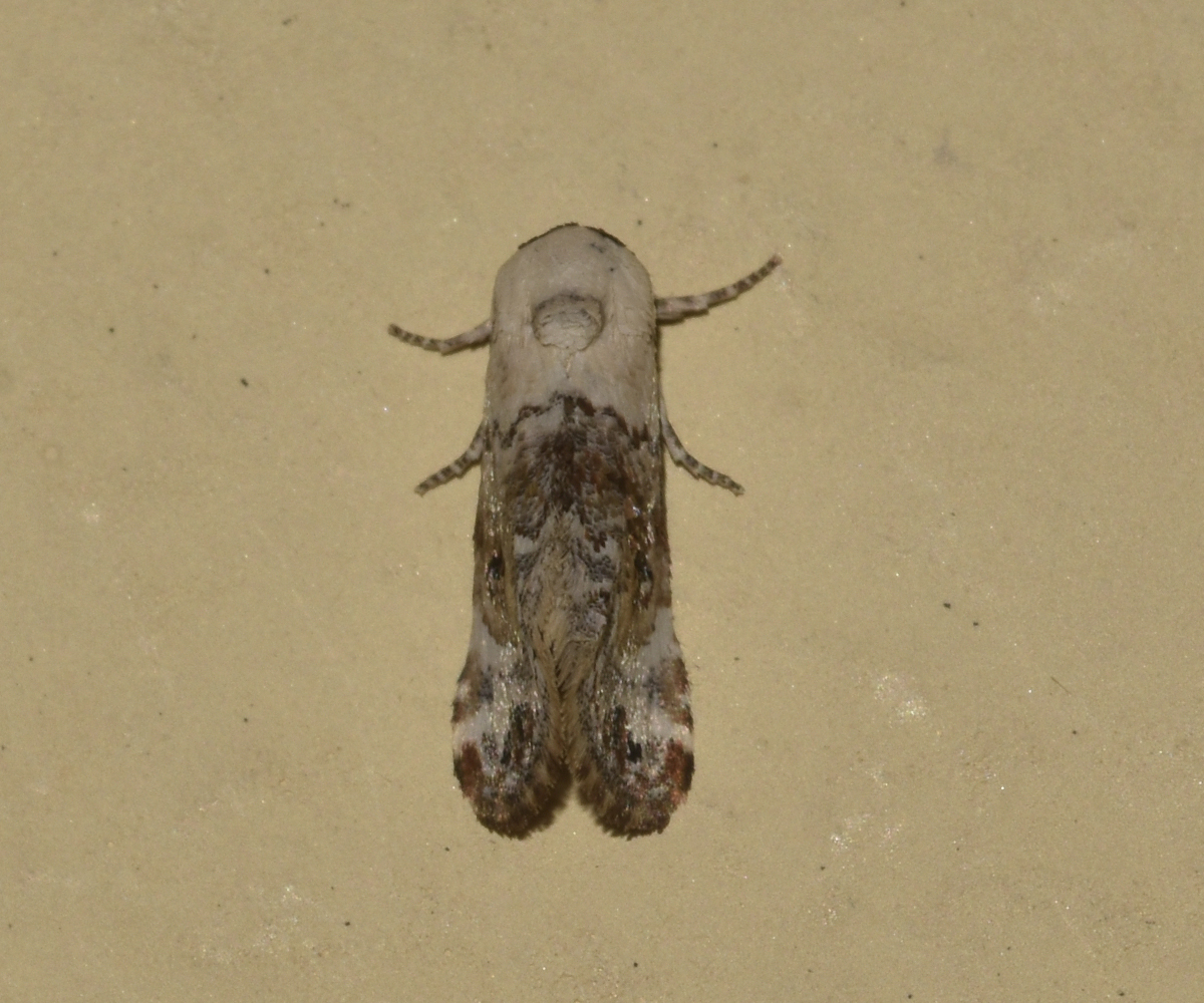 Eublemma scitula, Crete - photo © K. Bormpoudaki
