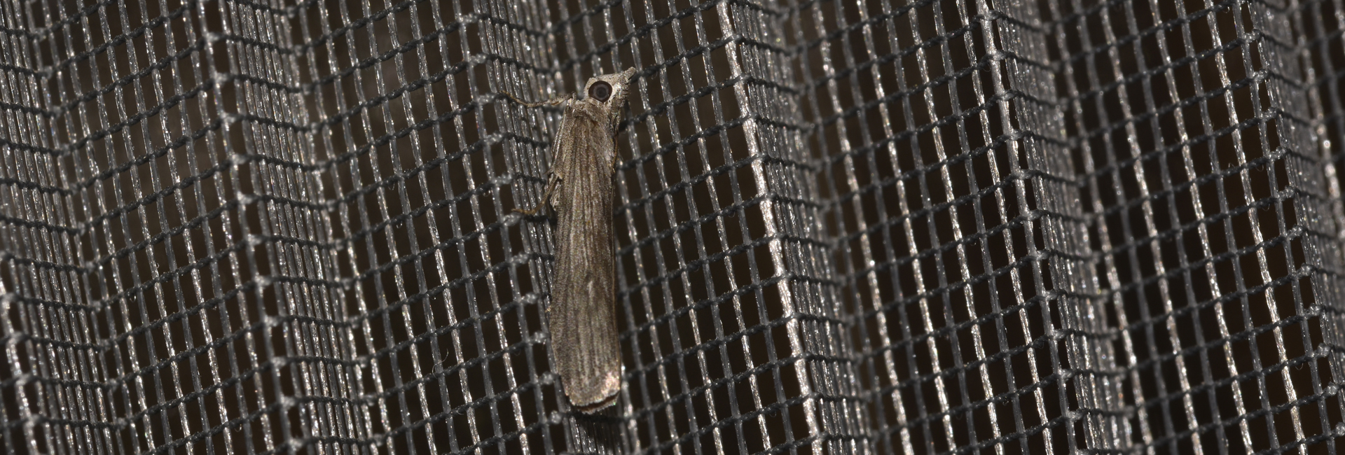 Epischnia prodromella, Crete - photo © K. Bormpoudaki