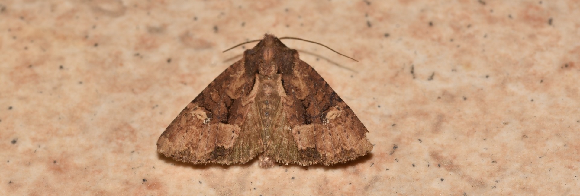Mesapamea secalis, Crete - photo © K. Bormpoudaki